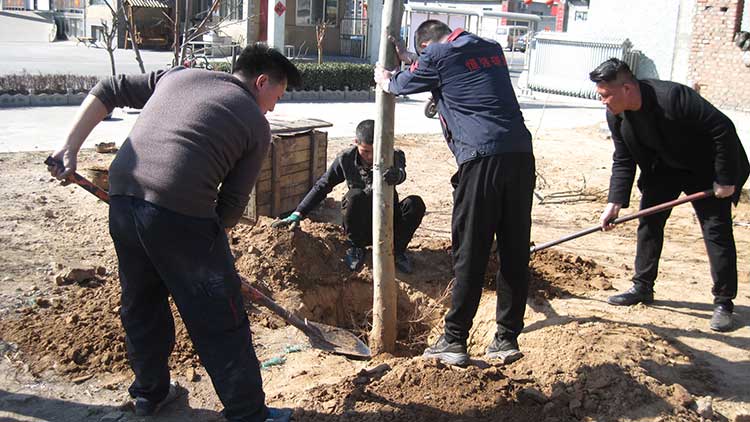 Planting Trees